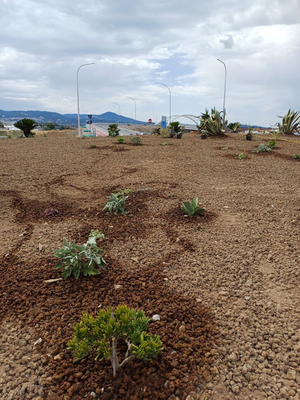 Aiuola pacciamata con lapillo